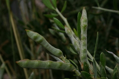 Genista ferox image