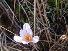 Crocus damascenus