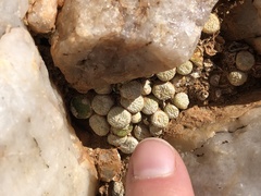 Conophytum fulleri