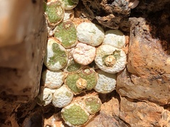 Conophytum fulleri