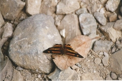 Symbrenthia hypselis