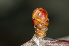 Crataegus macrosperma