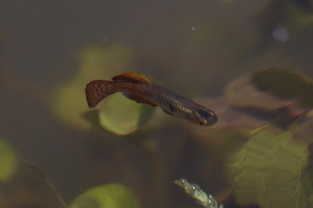 Nile Jewel Cichlid