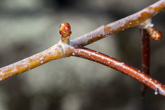 Crataegus macrosperma