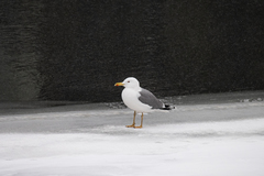 Larus cachinnans