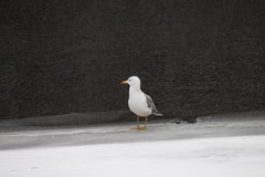 Larus cachinnans