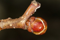Crataegus macrosperma