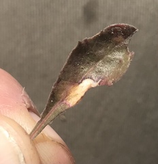 Bucculatrix staintonella