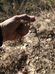 Bucculatrix staintonella