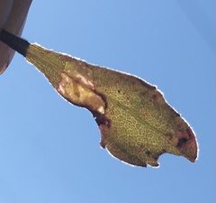 Bucculatrix staintonella