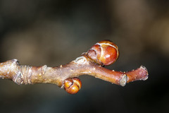Crataegus macrosperma