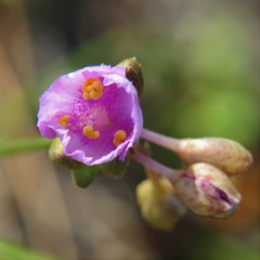 Callisia ornata