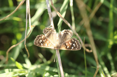 Aricoris indistincta