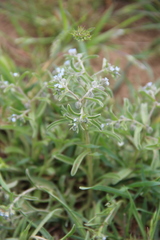 Rochelia retorta