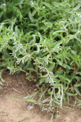 Rochelia retorta