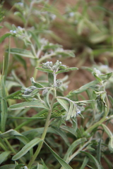 Rochelia retorta
