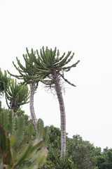 Euphorbia triangularis