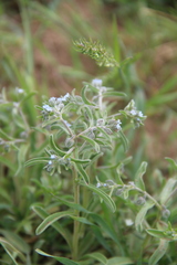 Rochelia retorta