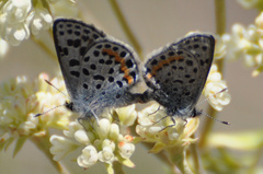 Euphilotes ancilla