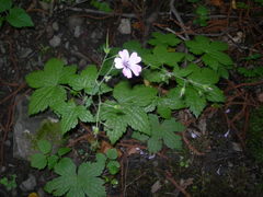 Geranium gracile