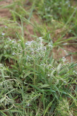 Rochelia retorta
