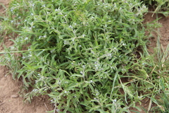 Rochelia retorta