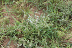 Rochelia retorta