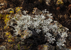 Eriogonum crocatum