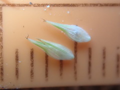 Carex athrostachya