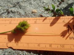Carex athrostachya