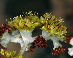 Eriogonum crocatum
