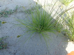 Carex athrostachya