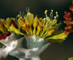 Eriogonum crocatum