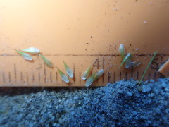 Carex athrostachya