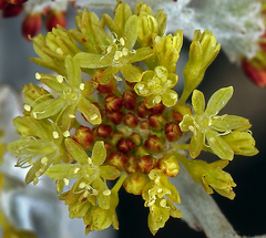 Eriogonum crocatum