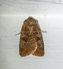 Cerastis tenebrifera