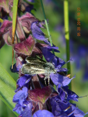 Brachodes
