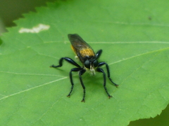 Laphria sericea