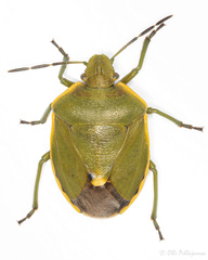 Chlorochroa juniperina