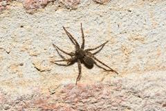 Pardosa hortensis