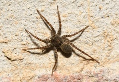Pardosa hortensis