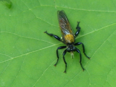 Laphria sericea