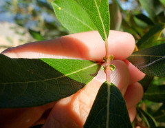 Salix jepsonii