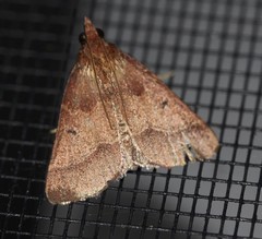 Arippara disticha