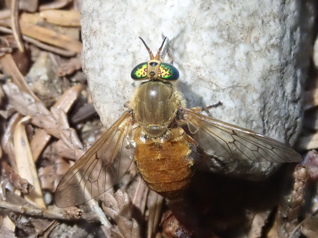 Golden Deer Fly
