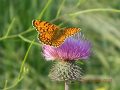 Melitaea phoebe