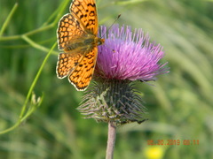 Melitaea phoebe