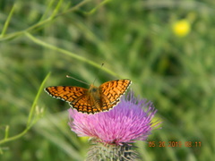 Melitaea phoebe
