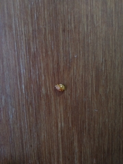 Neocalvia anastomozans