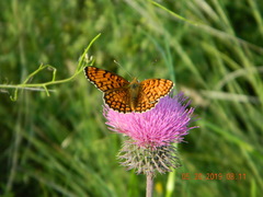 Melitaea phoebe